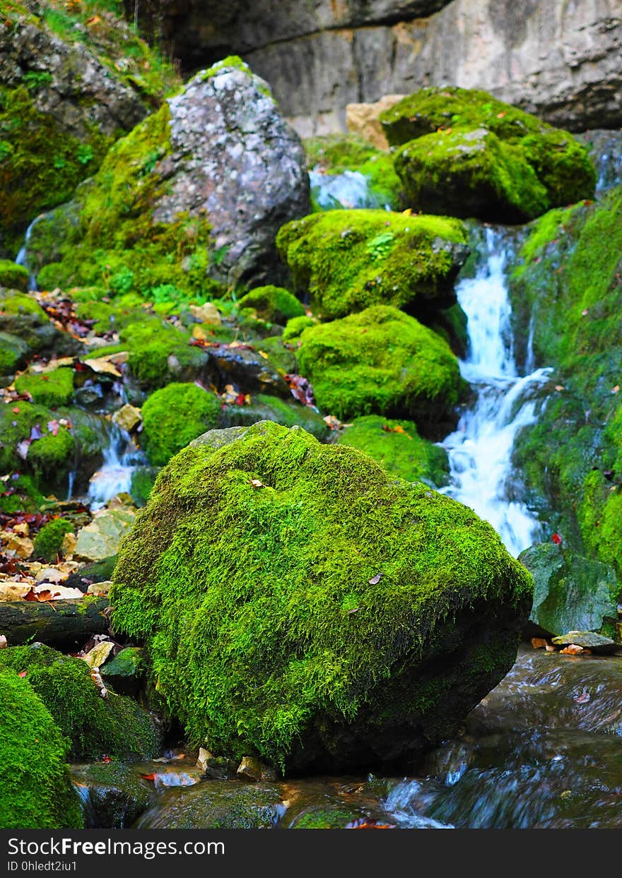 Water, Nature, Vegetation, Stream