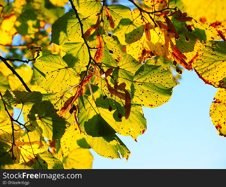 Leaf, Autumn, Yellow, Branch