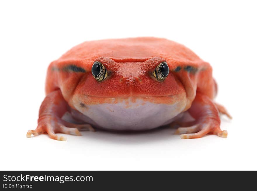 Red tomato frog isolated on white background