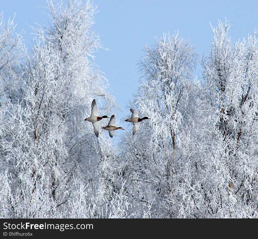 Frost, Ecosystem, Winter, Snow