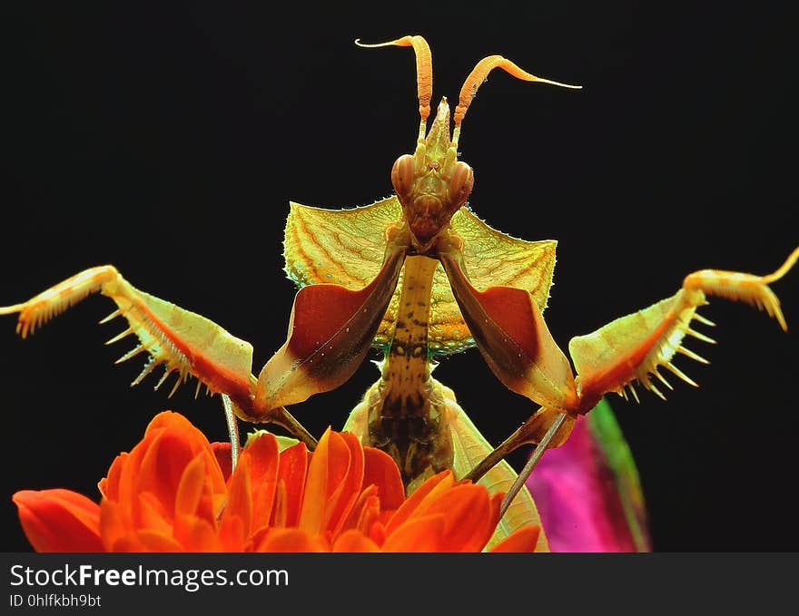 Insect, Flora, Flower, Macro Photography