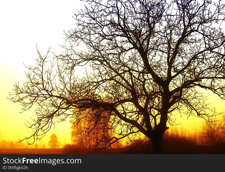 Tree, Branch, Sky, Woody Plant