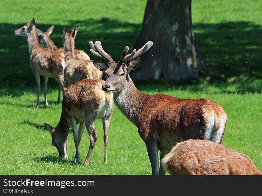 Deer, Wildlife, Fauna, Ecosystem