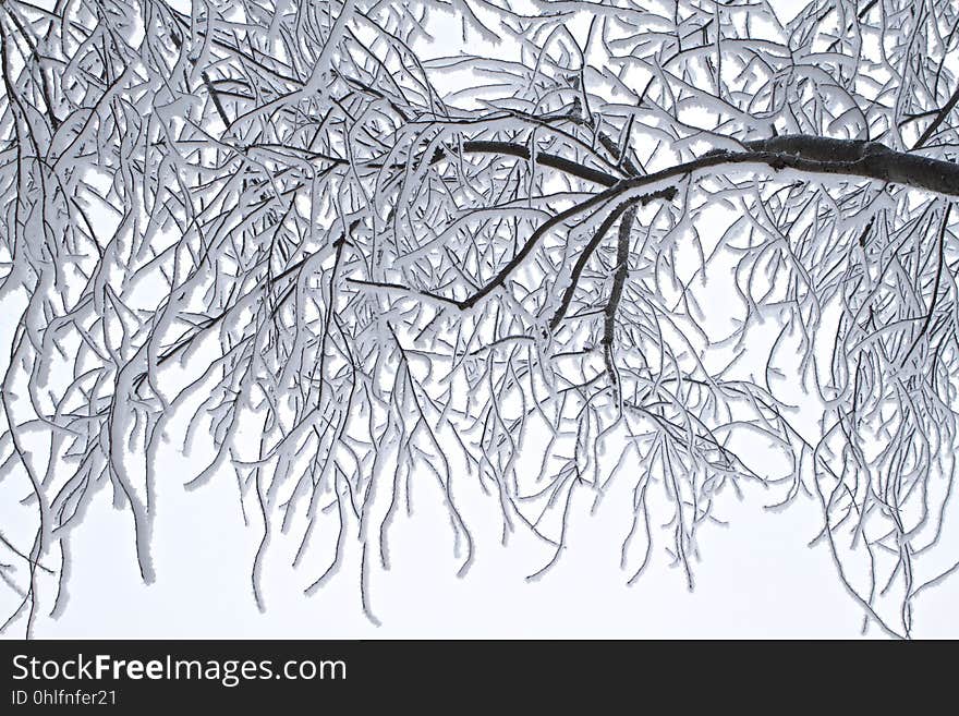 Branch, Tree, Black And White, Twig