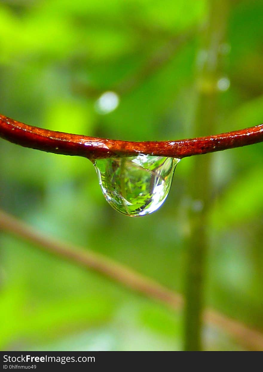 Water, Drop, Dew, Macro Photography