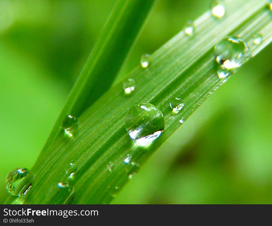 Dew, Water, Green, Drop