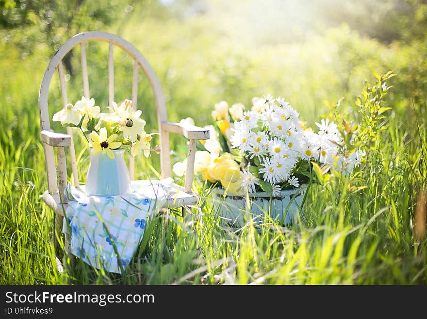 Flower, Yellow, Wildflower, Spring