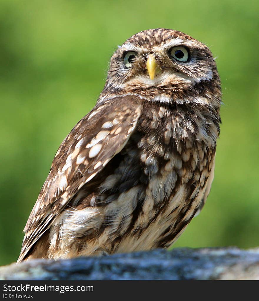 Owl, Bird, Beak, Bird Of Prey