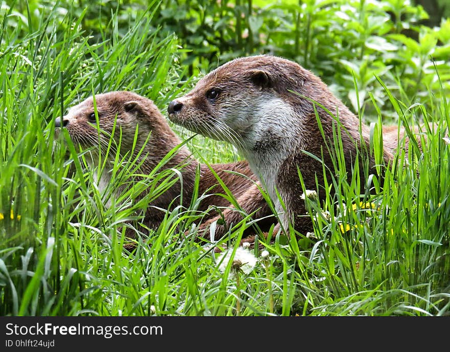 Ecosystem, Fauna, Mammal, Nature Reserve