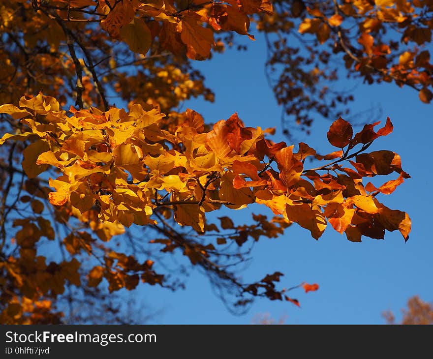 Autumn, Sky, Leaf, Branch