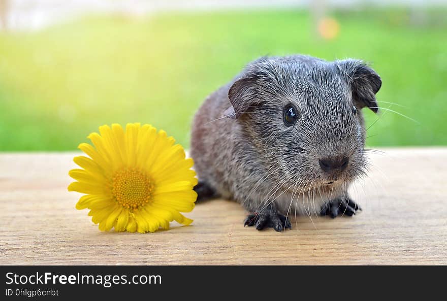 Guinea Pig, Mammal, Fauna, Rodent