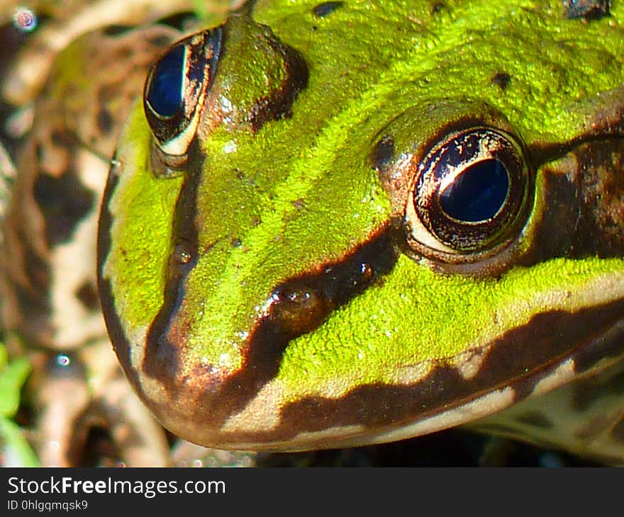 Ranidae, Amphibian, Frog, Toad