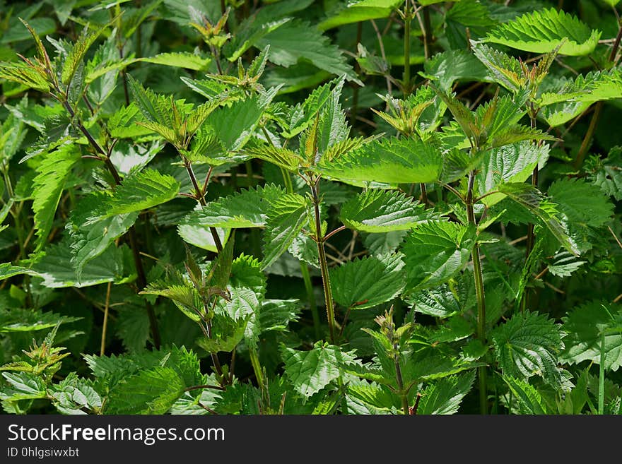 Plant, Leaf, Urtica, Nettle Family