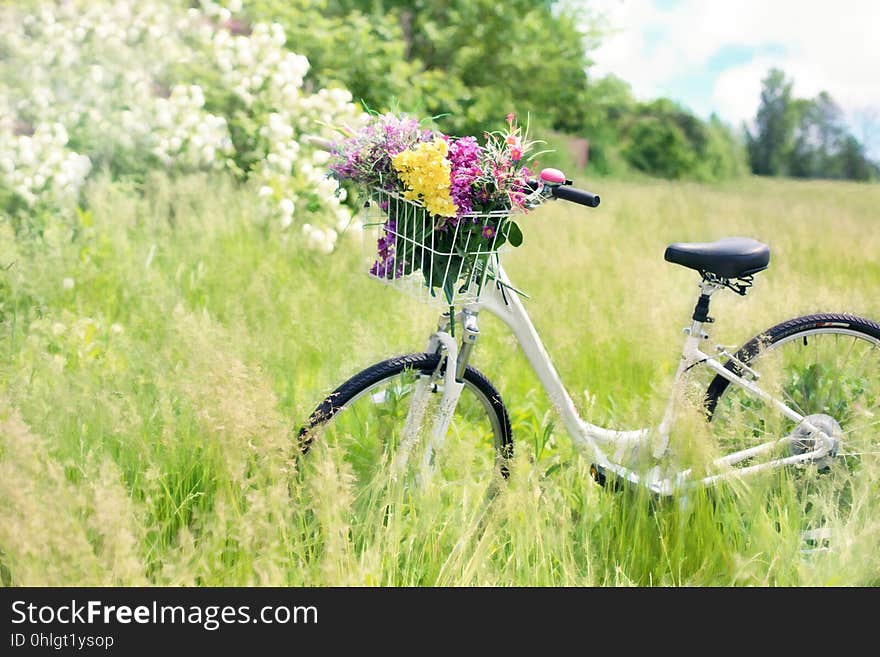 Bicycle, Plant, Flower, Grass