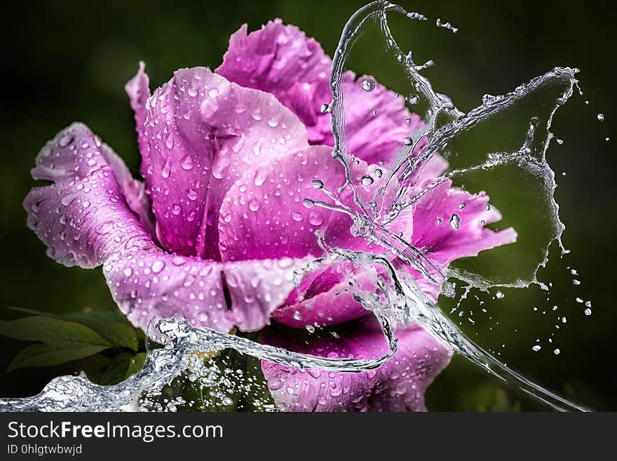 Flower, Pink, Rose Family, Flowering Plant