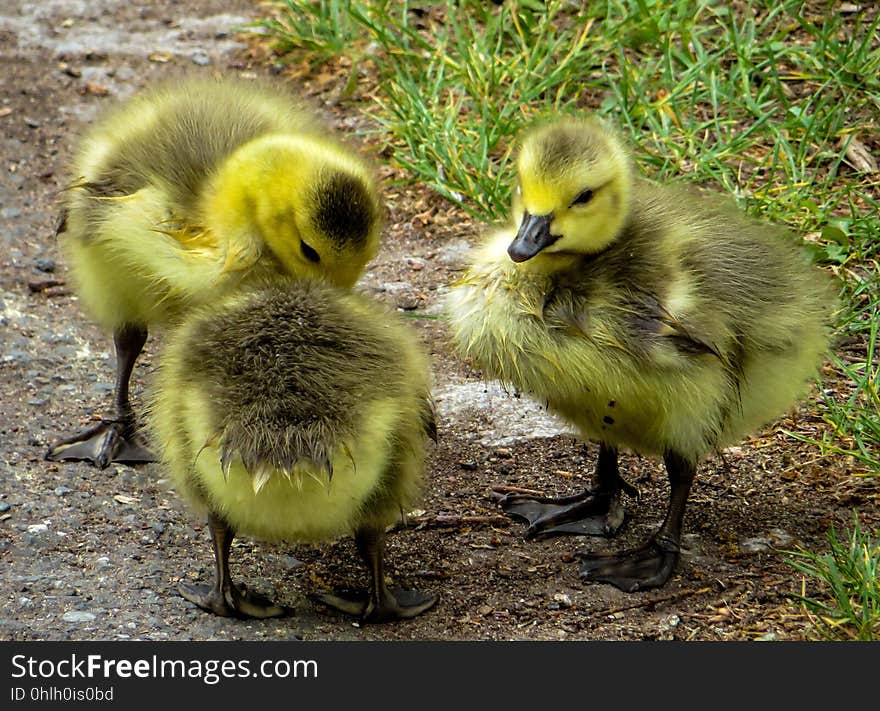 Bird, Fauna, Water Bird, Duck