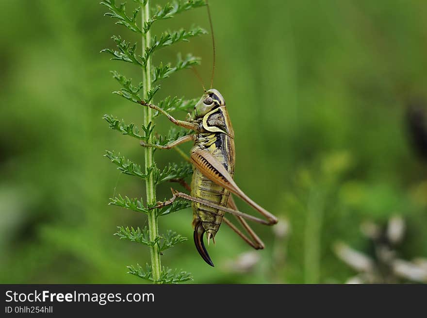 Insect, Fauna, Invertebrate, Grasshopper