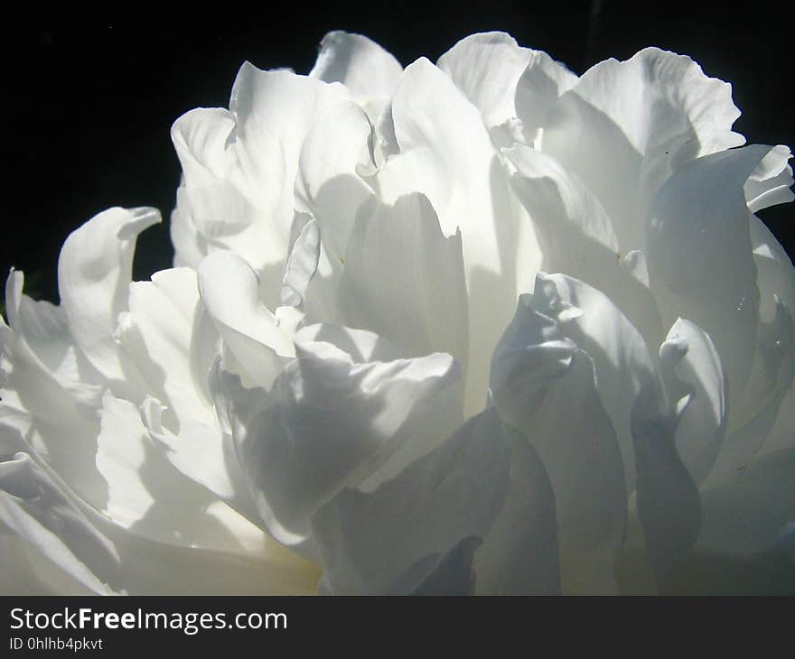 Flower, White, Plant, Petal