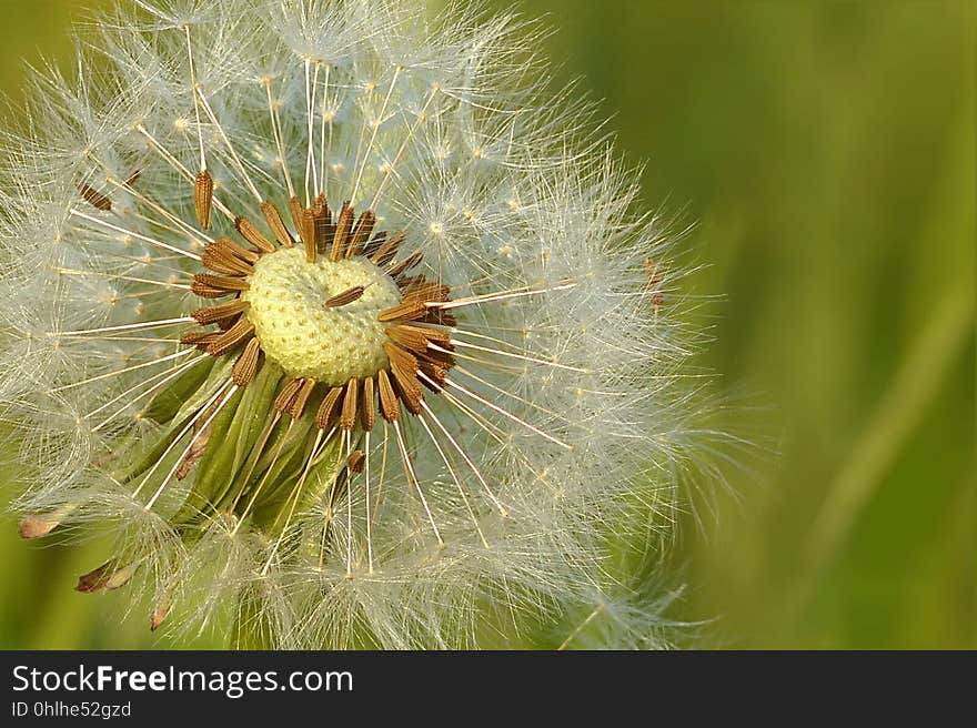 Flower, Dandelion, Vegetation, Flora