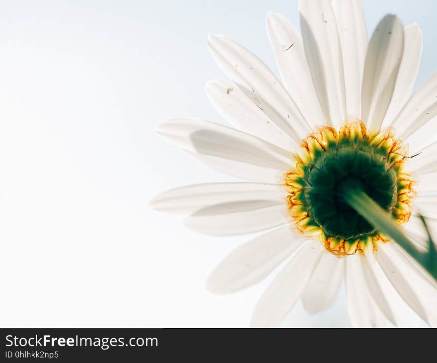 Flower, Oxeye Daisy, Close Up, Flowering Plant