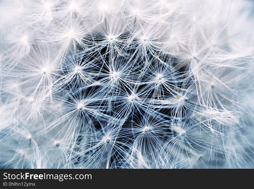 Flower, Dandelion, Close Up, Plant