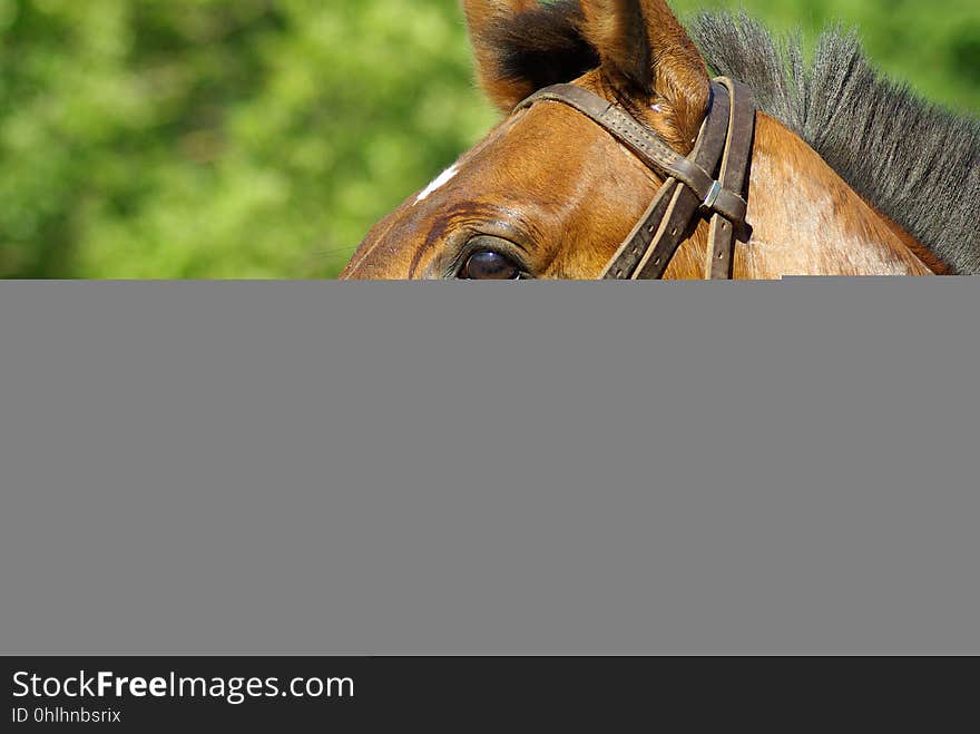 Bridle, Horse, Rein, Horse Tack