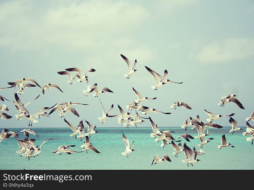 Sky, Flock, Water, Bird