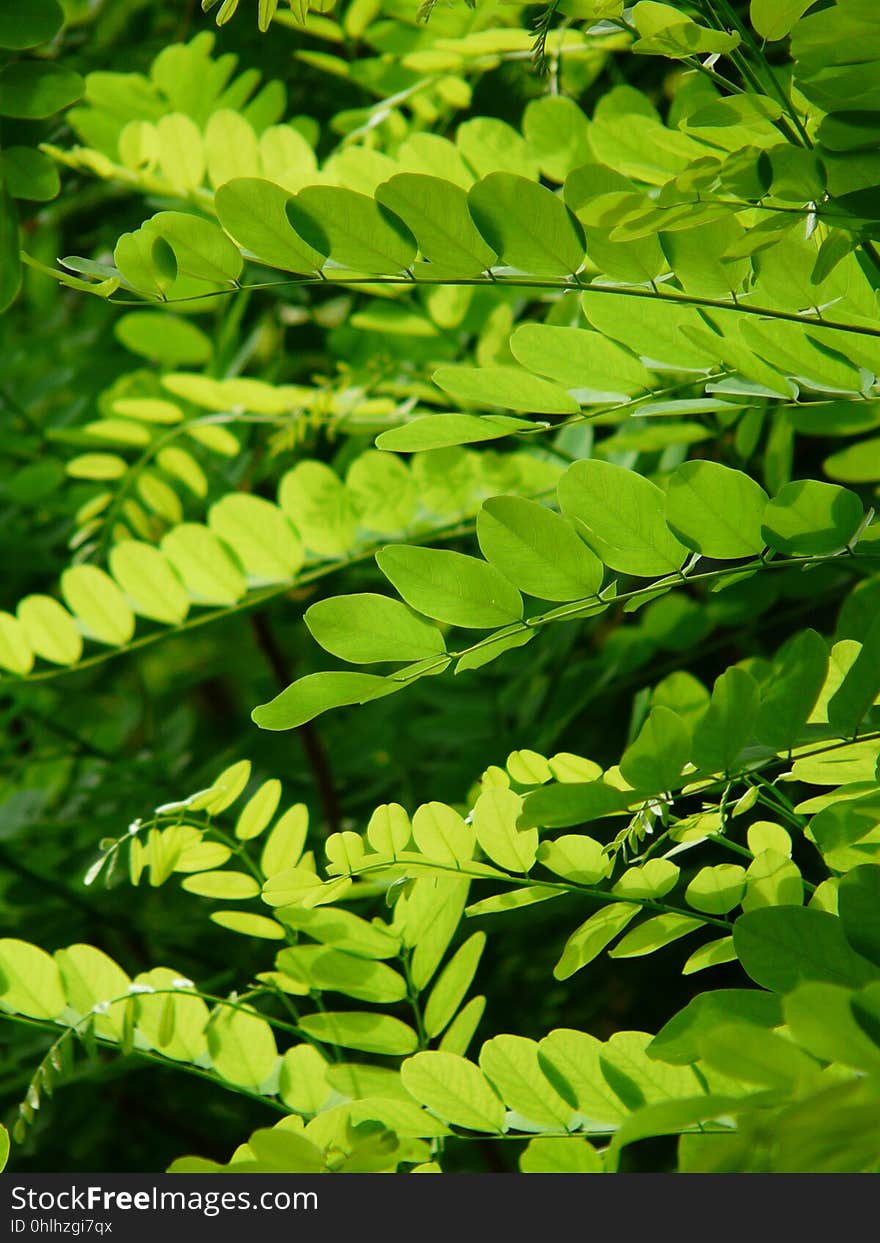 Green, Leaf, Vegetation, Plant