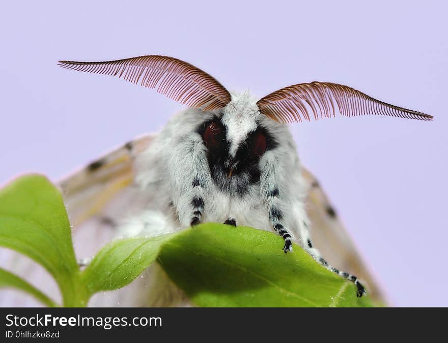 Insect, Moth, Moths And Butterflies, Invertebrate