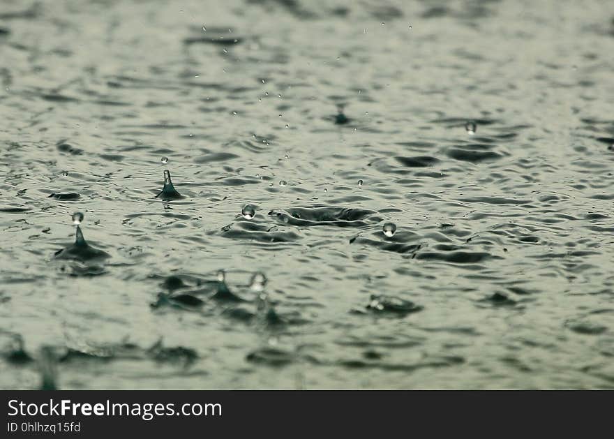 Water, Water Bird, Wave, Water Resources