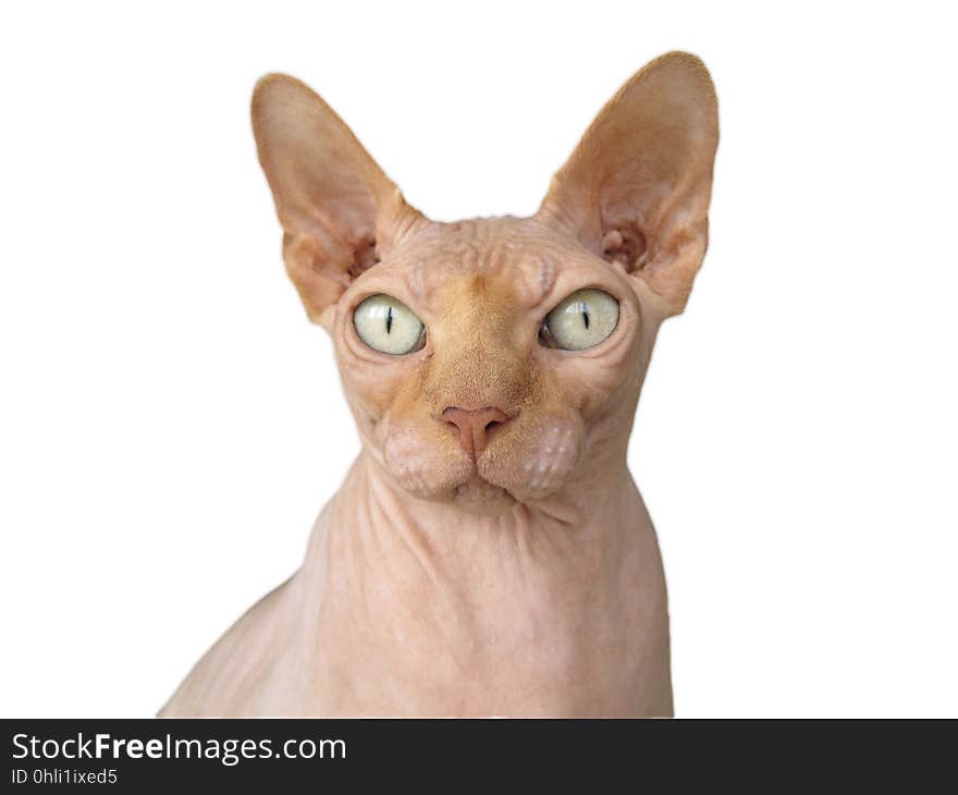 Cat, Hairless Cat, Sphynx, Donskoy