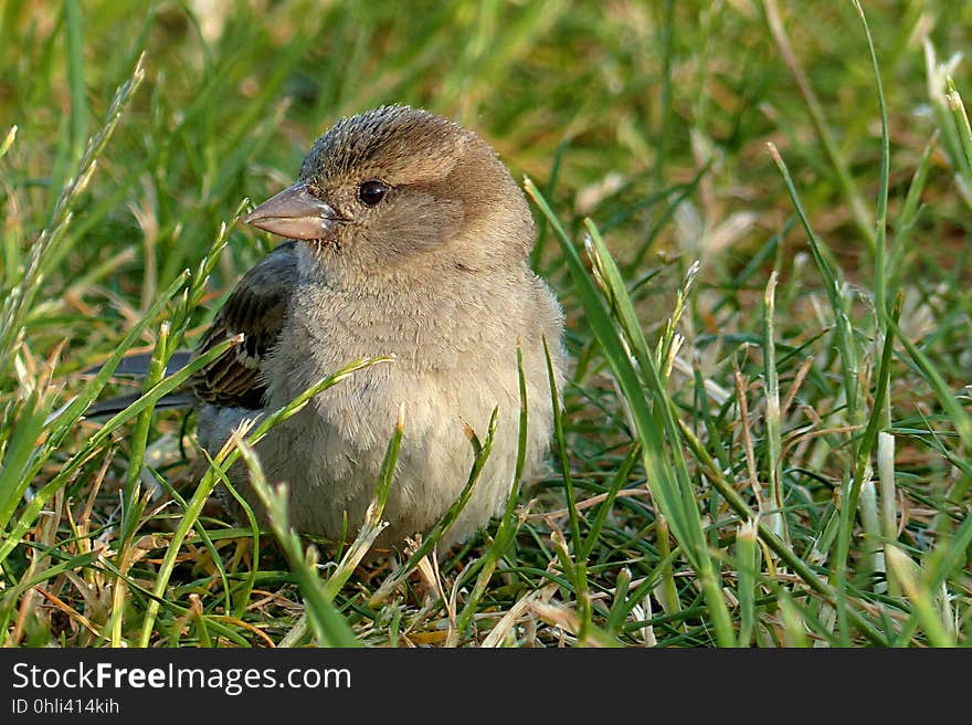 Bird, Fauna, Beak, Sparrow