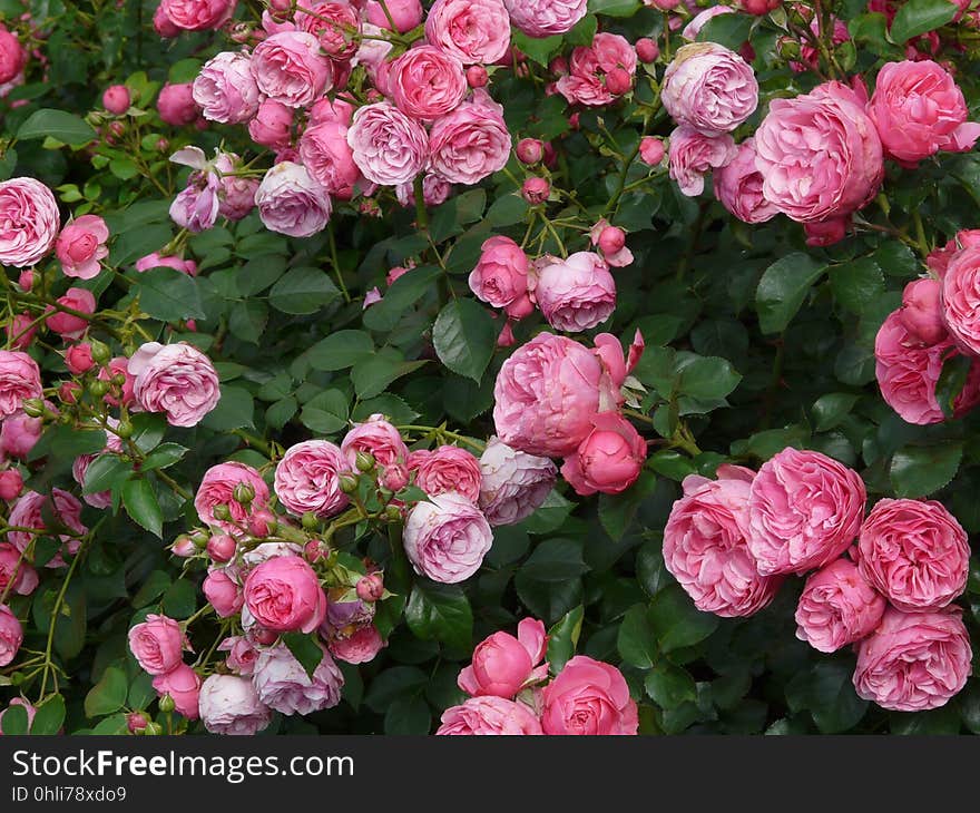 Flower, Rose, Rose Family, Garden Roses