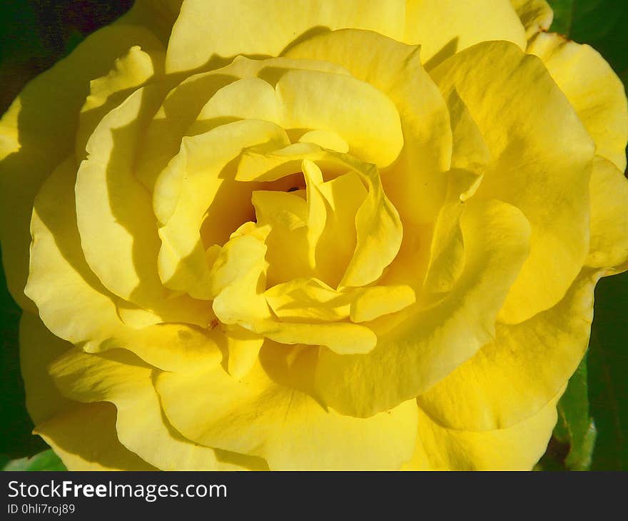 Flower, Yellow, Rose Family, Rose