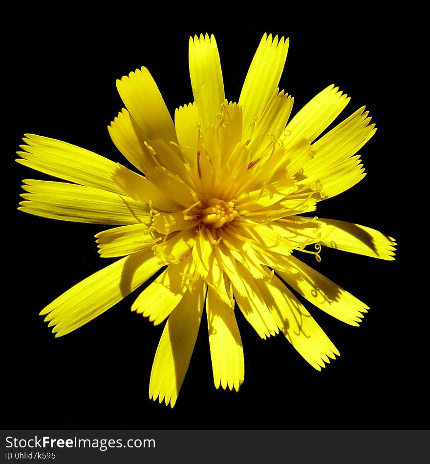 Flower, Yellow, Dandelion, Flora