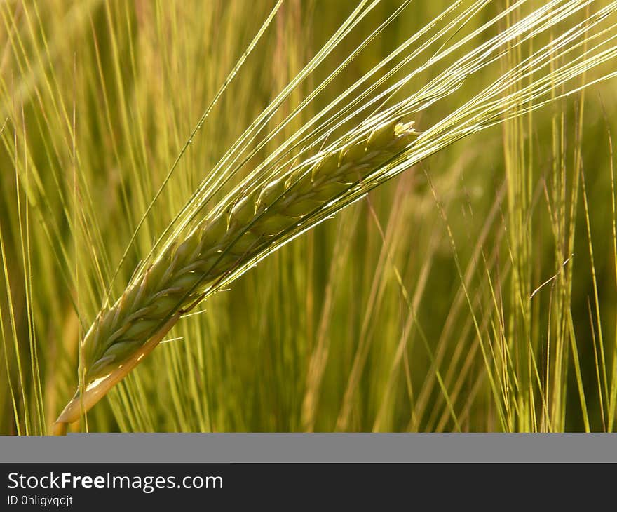 Food Grain, Barley, Triticale, Hordeum