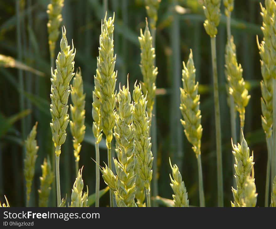 Grass Family, Food Grain, Wheat, Plant