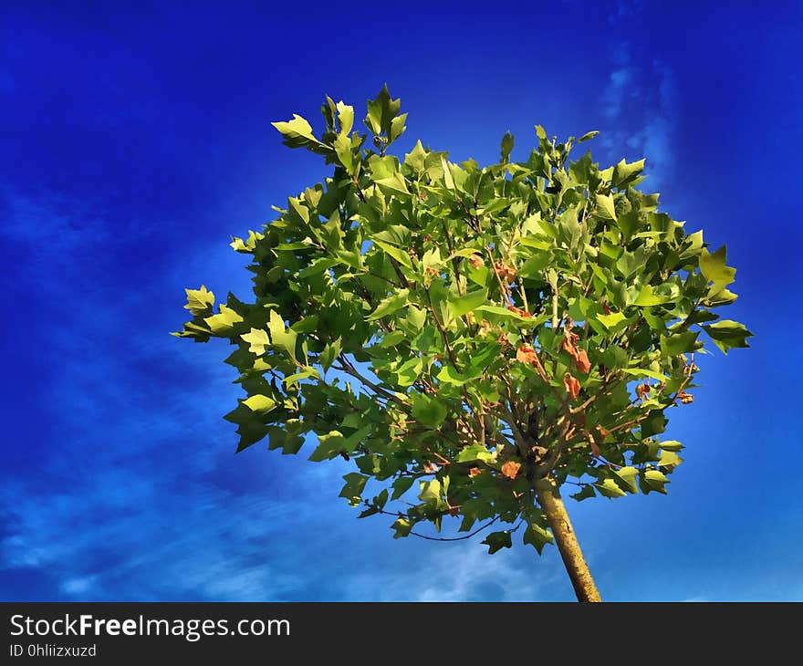 Sky, Yellow, Tree, Flora