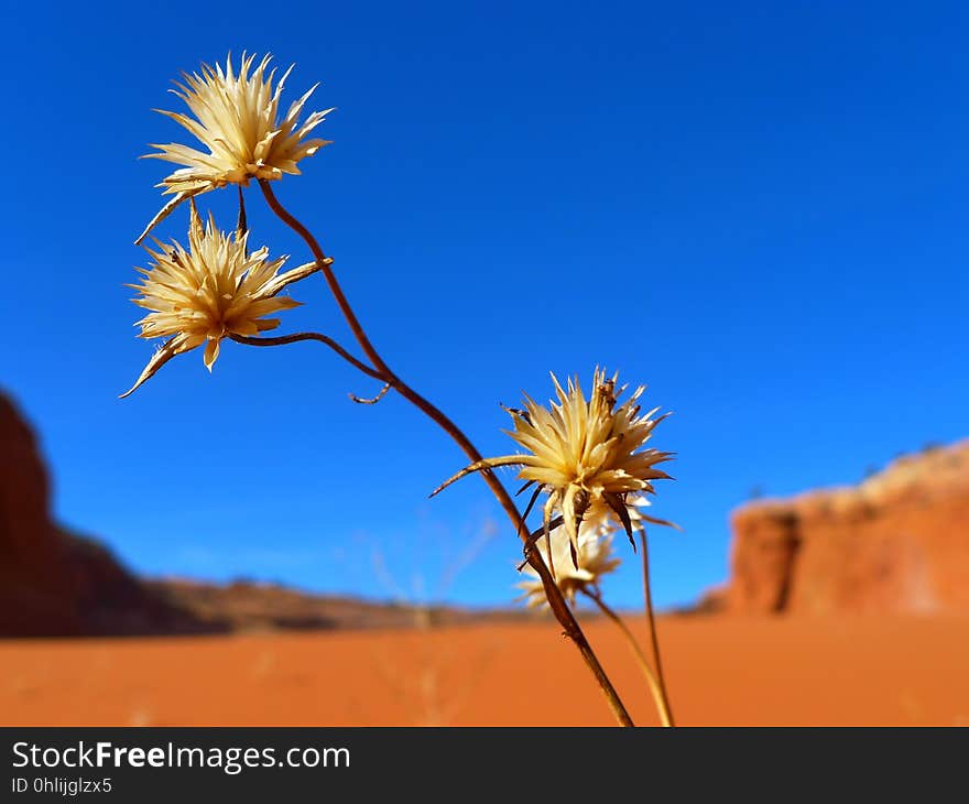 Sky, Flower, Flora, Wildflower