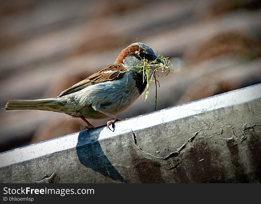 Bird, Fauna, Beak, Feather