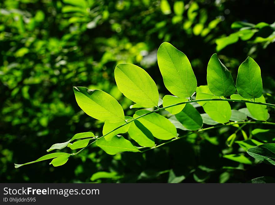 Leaf, Vegetation, Plant, Branch