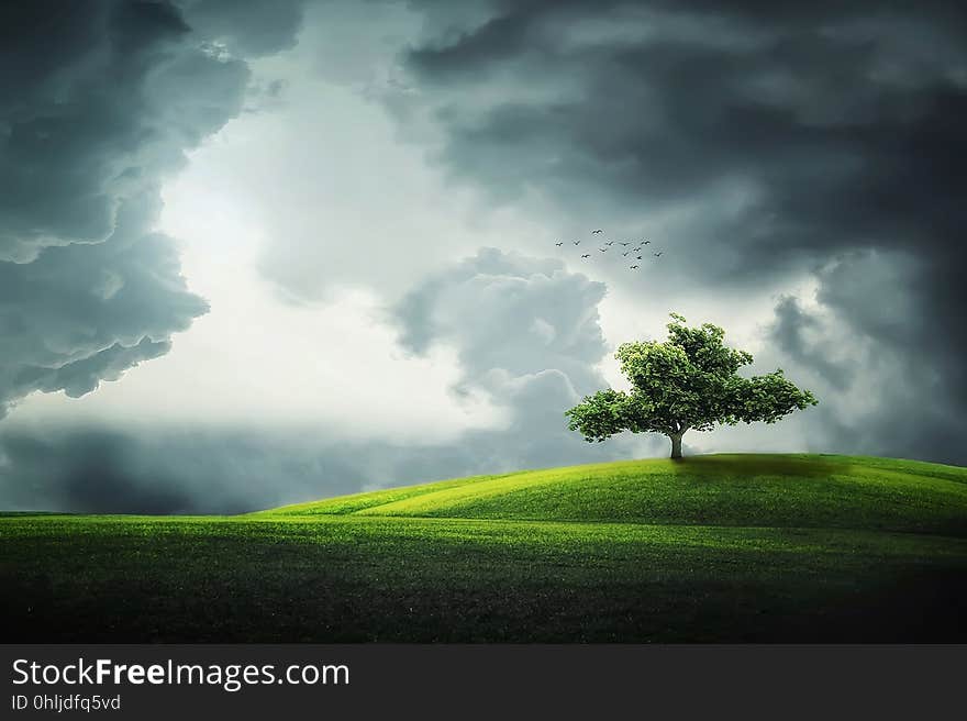 Sky, Nature, Green, Tree