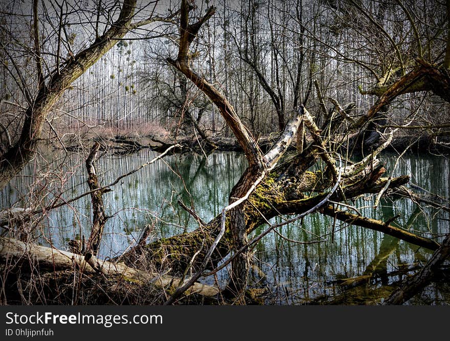 Water, Reflection, Nature, Tree