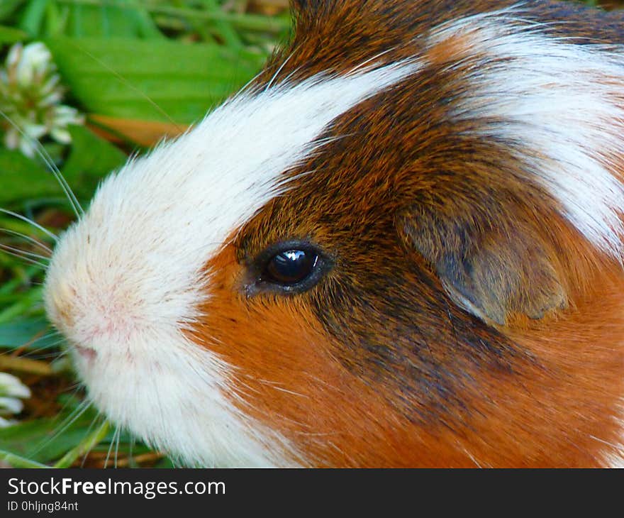 Fauna, Guinea Pig, Whiskers, Close Up