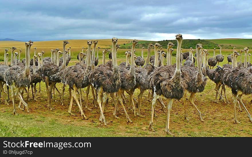 Ostrich, Ratite, Flightless Bird, Bird