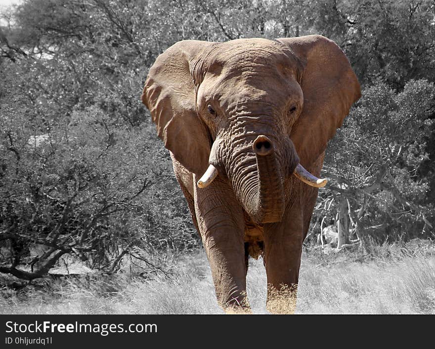 Elephant, Elephants And Mammoths, Wildlife, Terrestrial Animal