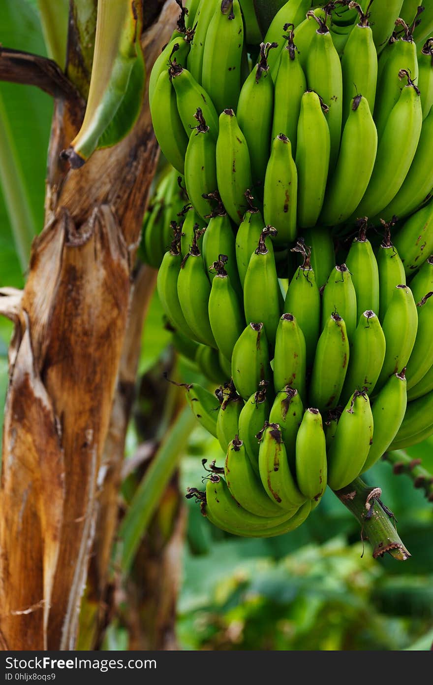 Banana, Saba Banana, Plant, Flora