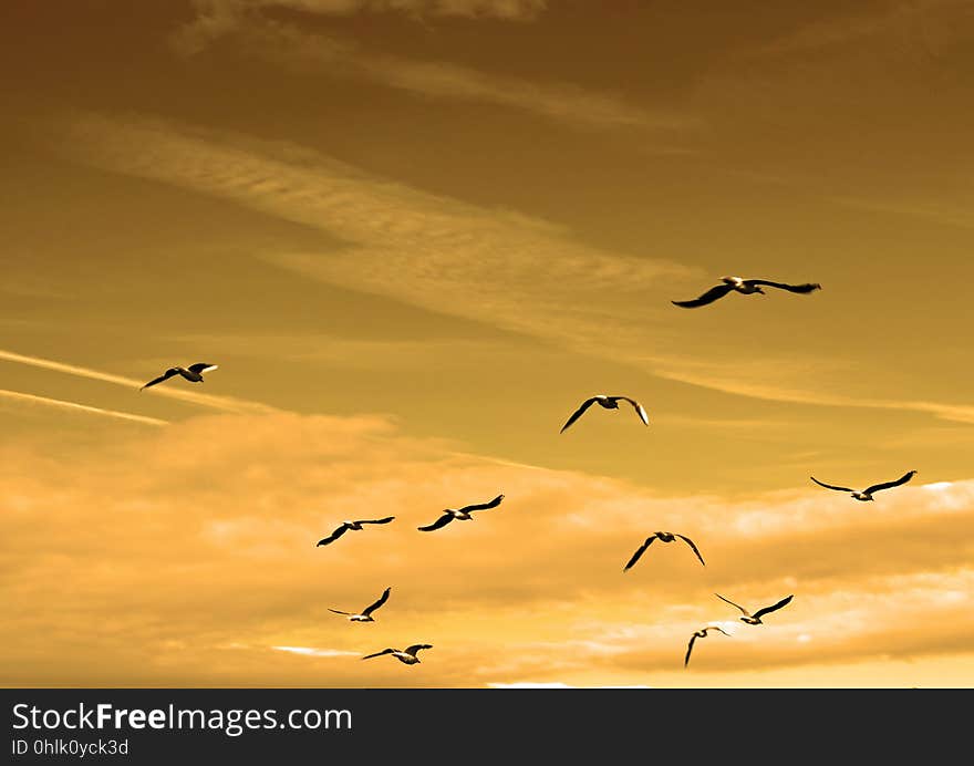 Sky, Flock, Bird Migration, Bird