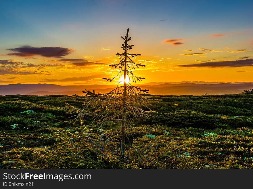 Sky, Nature, Tree, Horizon