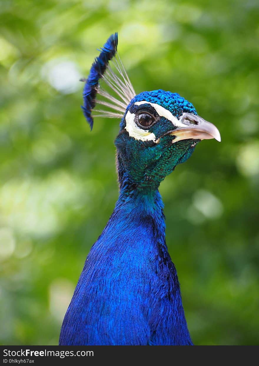 Peafowl, Bird, Beak, Galliformes